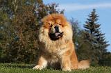 CHOW CHOW 421